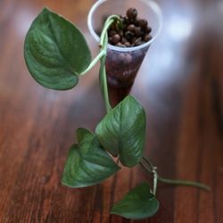 Scindapsus Pictus Jade Satin 