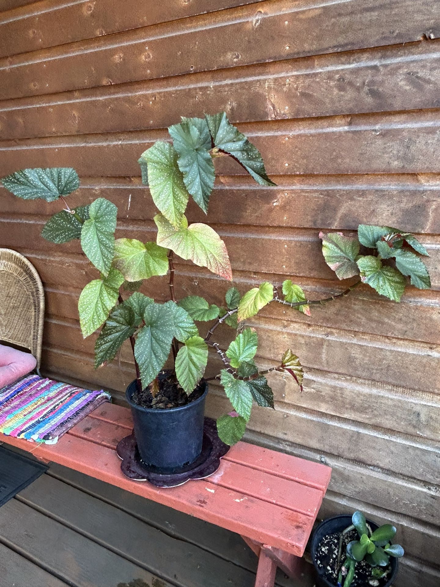 Angel Wing Begonia