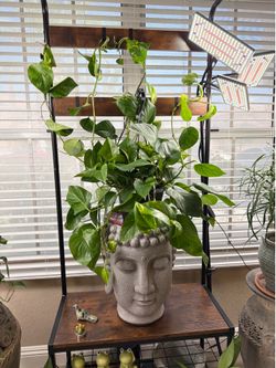Live Large Golden Pothos with Hanging Basket (Please read full description)