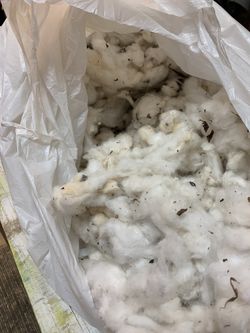 Bag of Natural Cotton