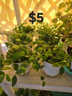 Peperomia beetle