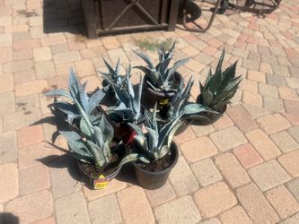 blue agave plants $5 each