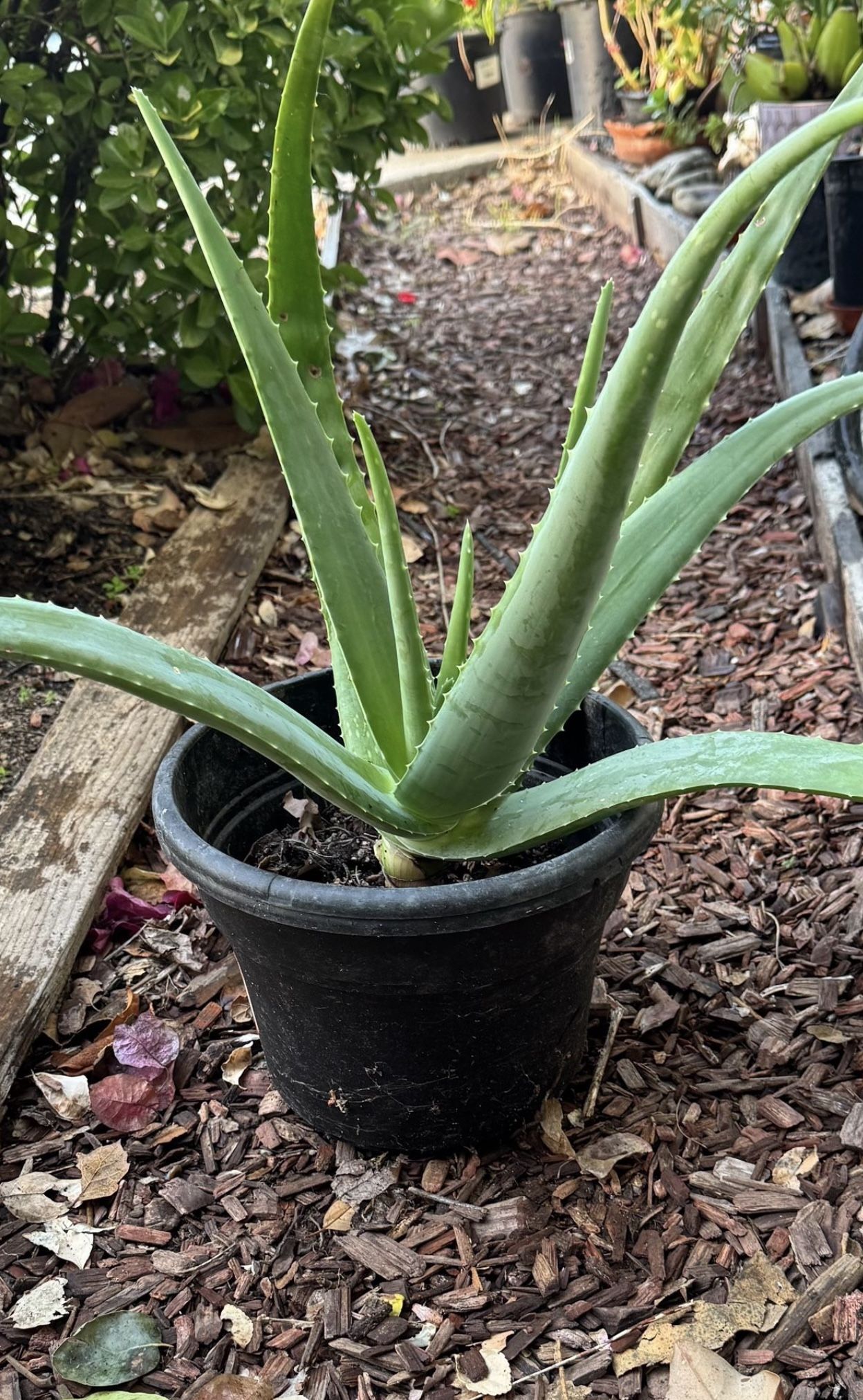 Real Aloe Vera Plant