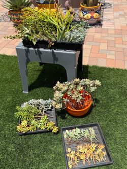 FREE:  A Variety Of Succulent Plant Cuttings