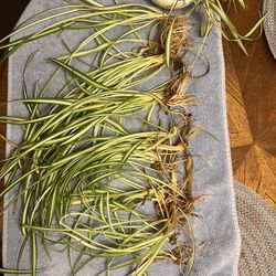 Spider Plant Baby’s