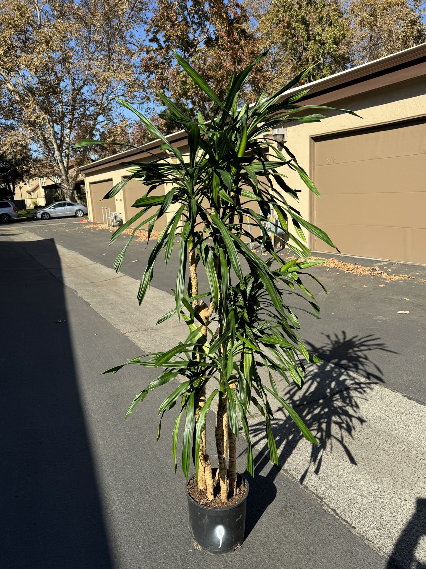 Beautiful Tall Real Indoor $50