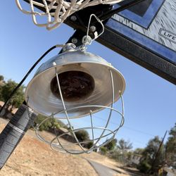 Egg Incubation And Light 