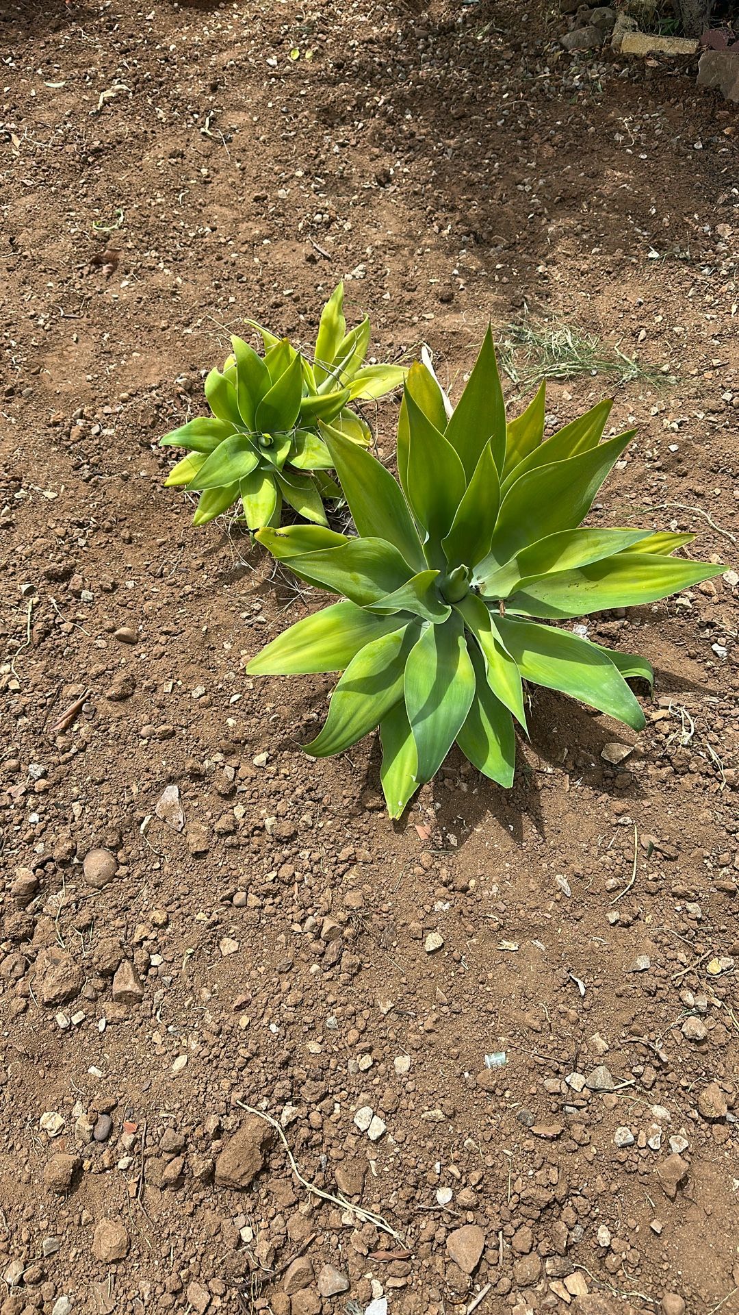 Succulents