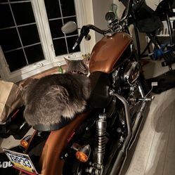 2009 Harley Davidson Sportster 