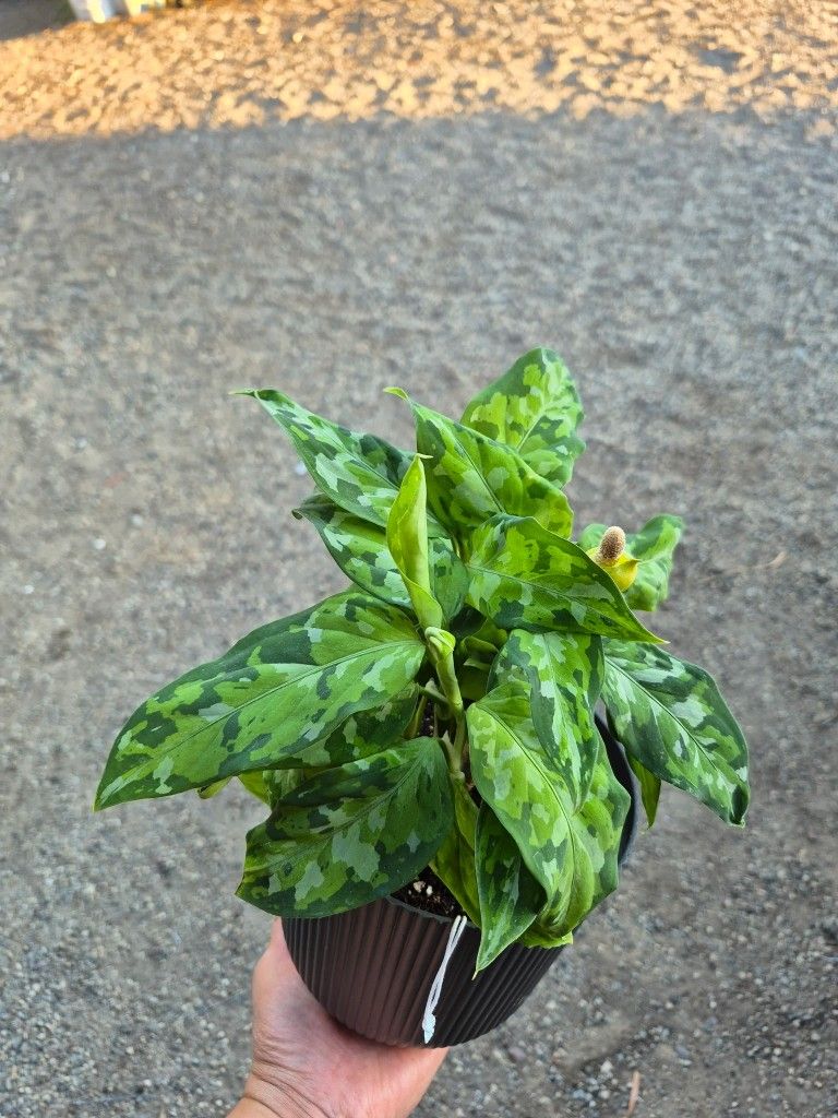 Aglaonema Plant 6" Pot $5 Each
