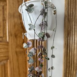 Variegated String Of Hearth 