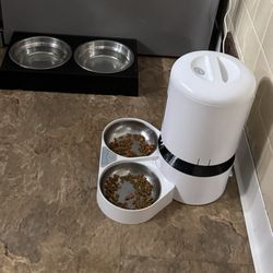 5month Old Cat Items Ready For Cats To Move In 