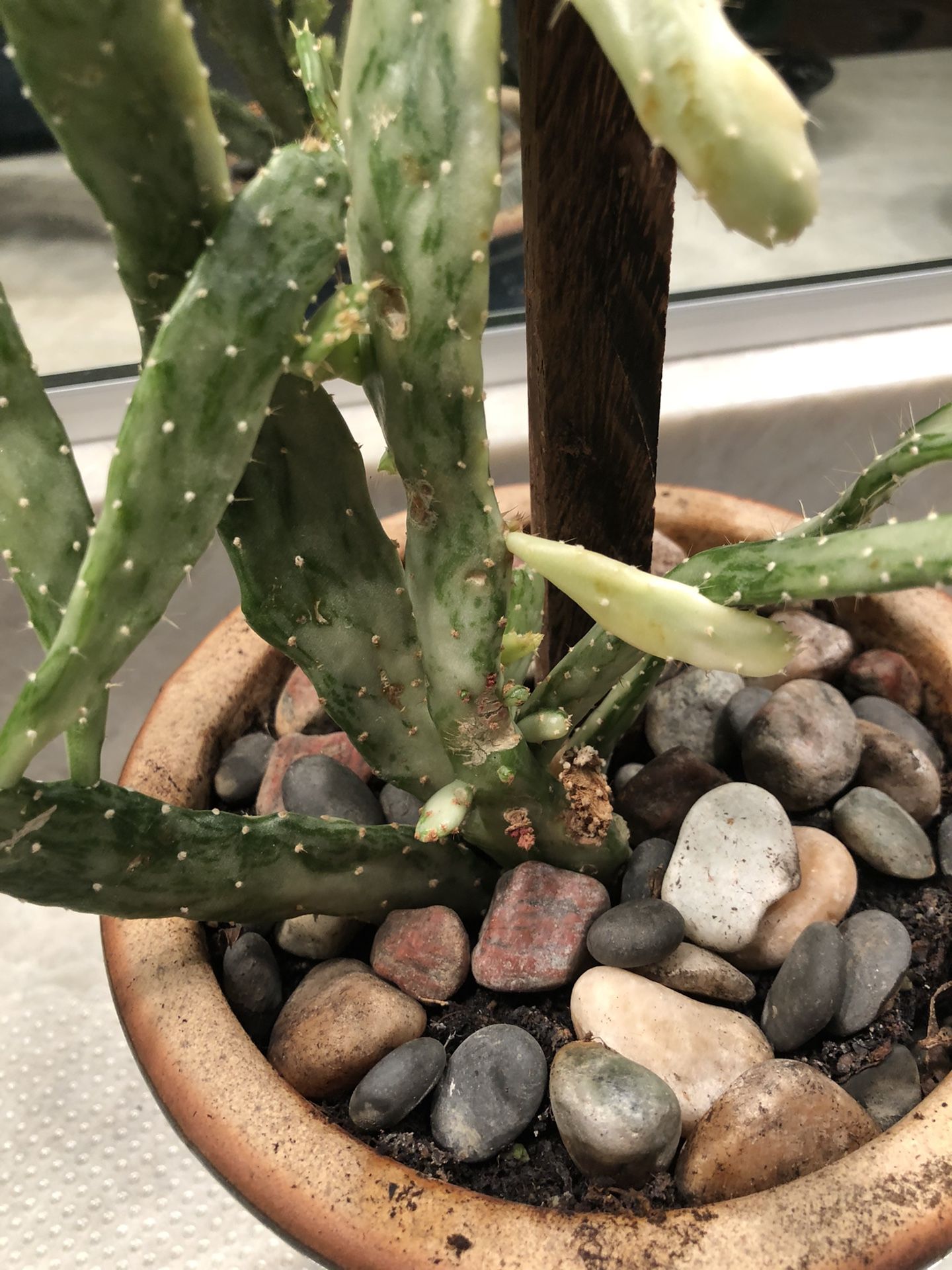 Cactus plant in a blue ceramic pot Live Plant