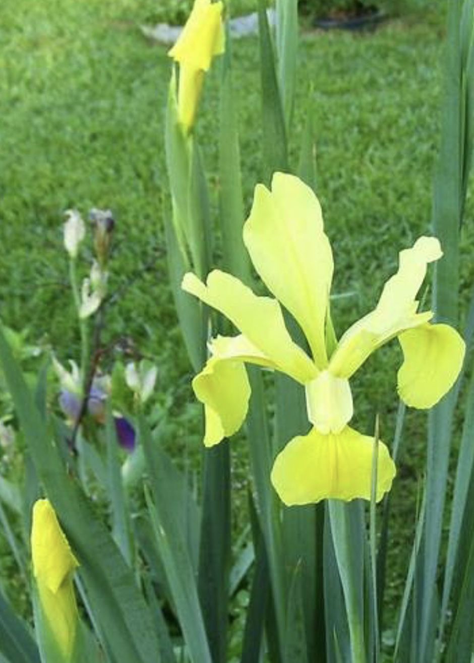 Perennials Starters 
