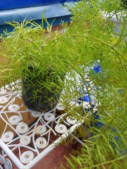 Fern