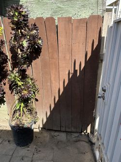 Plantas