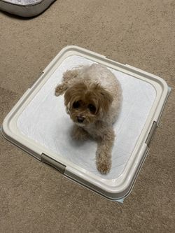 PAWISE Pee Pad Holder - Puppy Training Pad