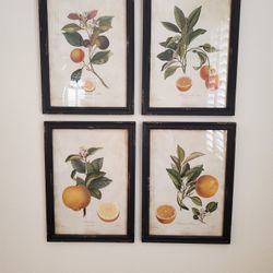 Framed Fruit Prints
