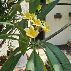 Plumeria Tree