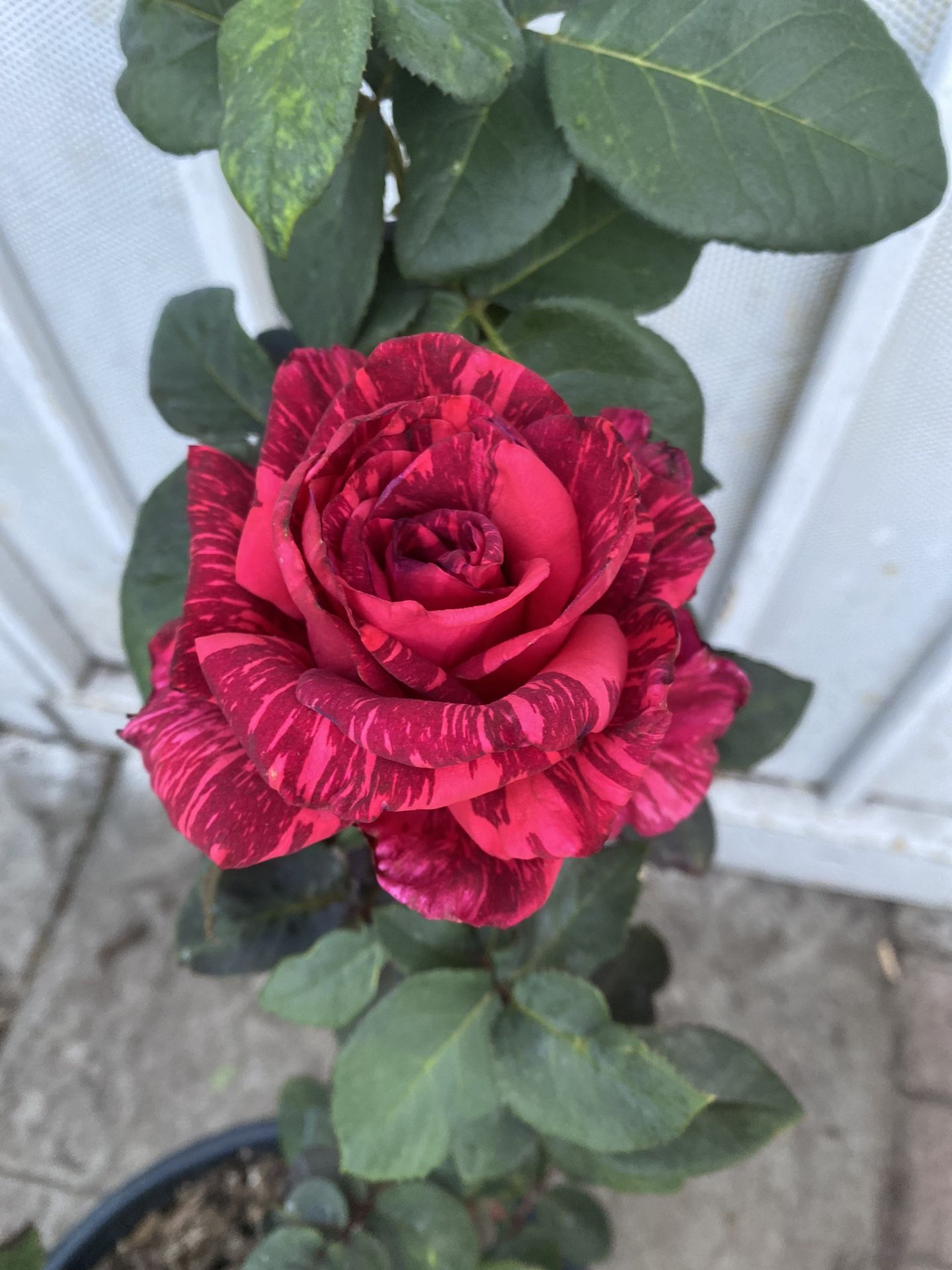 Rose Bush Plant, In 5 Gallons Pot Pick Up Only