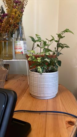 foliage plant
