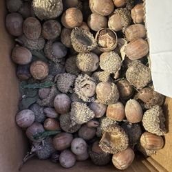 Texas CERN Acorns by Monsanto Pearsall 🌰 