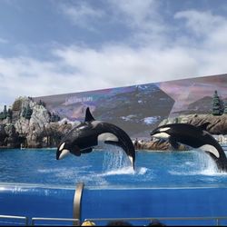 Seaworld San Diego Tickets Expires On Oct 26th