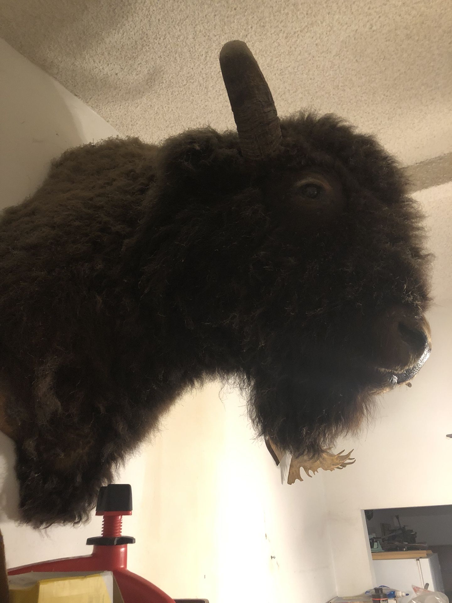 Buffalo