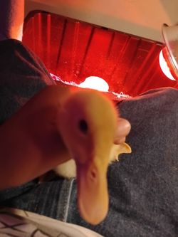 Male Duckling