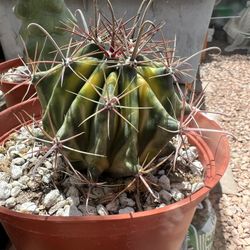 Variegated Ferocactus wislizeni - Barrel Cactus - 6inch Pot