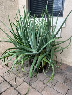 Aloe Vera Plant HUGE