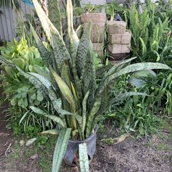 Landscaping Patio Yard Garden Plants Snake Plants Epi Angel Trumpet 