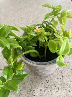 SUNNY. ROSE. PLANT