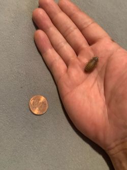 Superworm/ Dubia feeders