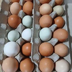 Farm Fresh Eggs Huevo Fresco
