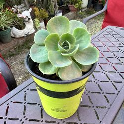 Succulent Plant 