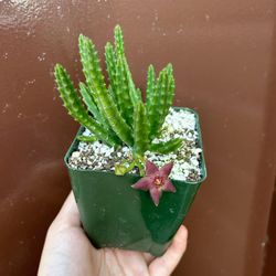 4” Stapelia Paniculata