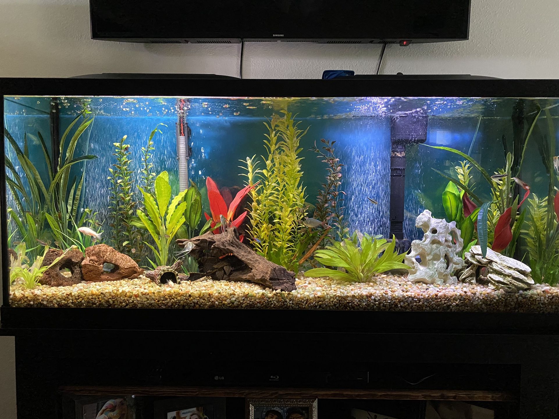 55 Gallon Fish Tank