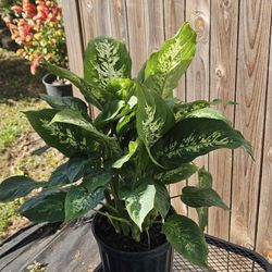 Dieffenbachia Live Plants 