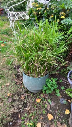 Patio Or Landscaping Plant In Pot For Easy Pick Up