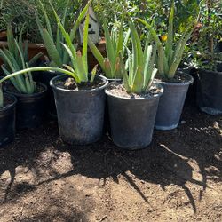 Aloe Vera Plant