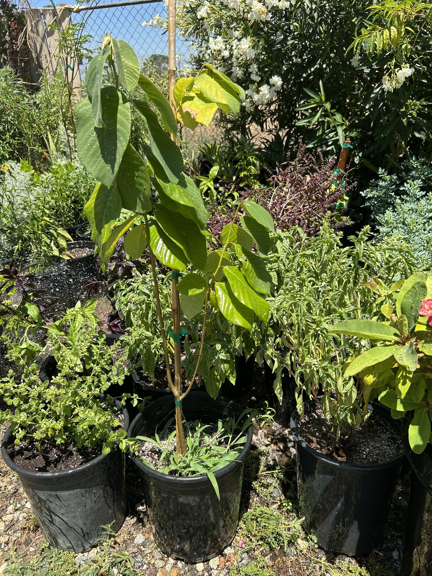 Arbol De Chirimoya / Custard Apple Tree