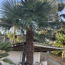 10 Feet Tall Windmill Palm