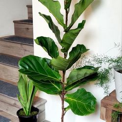 Living Plant 🌱 61"H Fiddle-Leaf Fig on 9"H Pot ::: Indoor