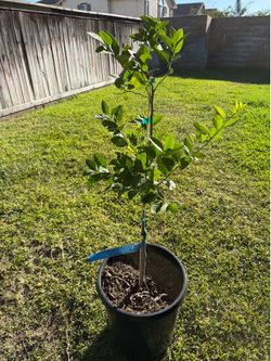Mexican key lime tree