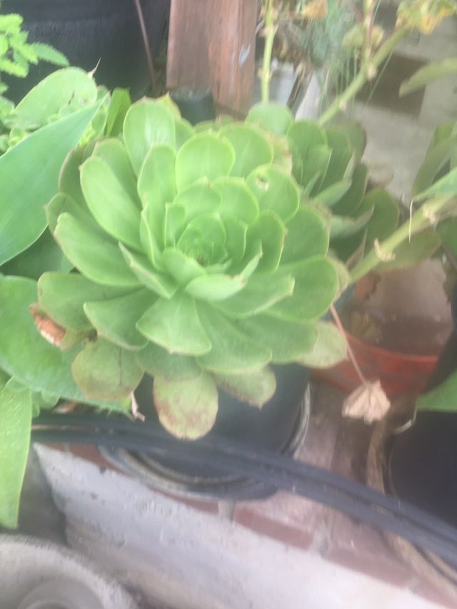 Plants In 5 Gallon Pots ,drought Tolerant Easy To Grow