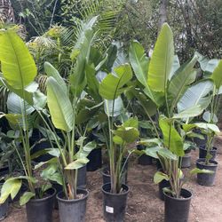 5 Gallon Size- Bird Of Paradise- Podocarpus- Rose Bushes- Bougainvillea- Pepper Trees- Hibiscus- Honeysuckle- Boxwood- Privet- Cypress- Juniper- Ficus