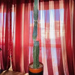 Large Cactus 6 Inch Pot 