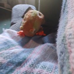 TY Beanie Babies 2000 PRINCE-Frog
