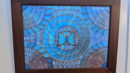 Stunning Framed Morpho Butterfly Wing Mandala Art vintage